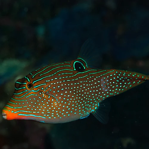 Falschaugen Kugelfisch – Canthigaster papua