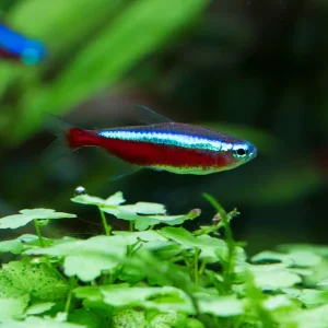 Salmler Mix 2