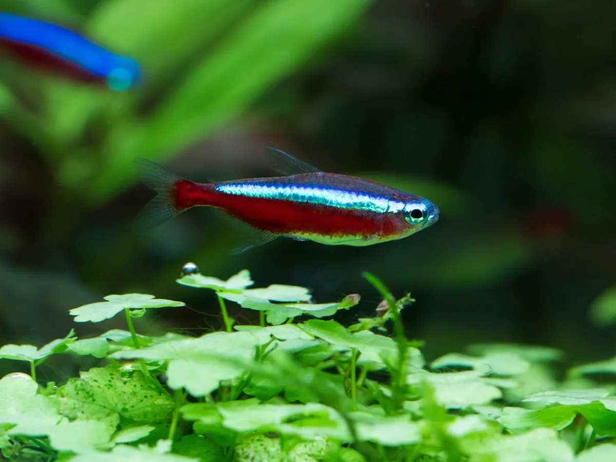 Salmler Mix 2