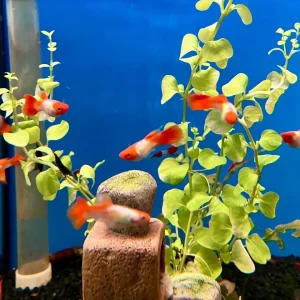 Guppy "Koi Tuxedo" - Poecilia reticulata