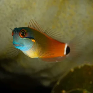 Schwarzfleck Schleimfische - Ecsenius stigmatura